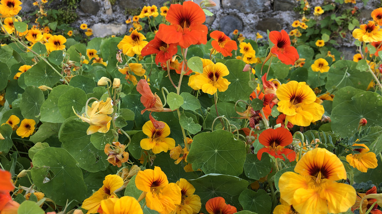 a close up of nastrurtium plants