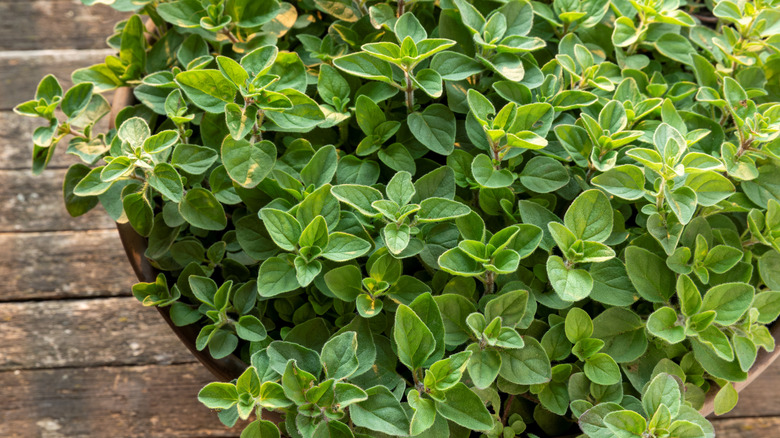 oregano plant in a pot