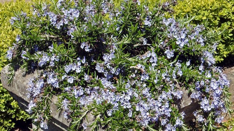 a trailing rosemary in full bloom