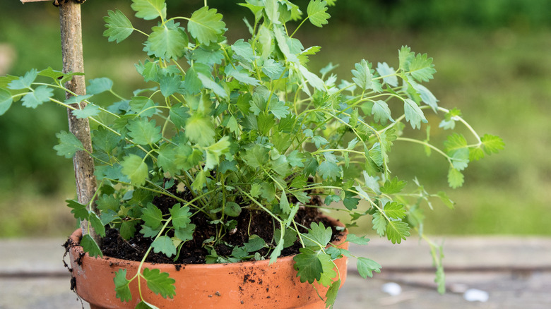 a salad burnet plant in a terracotta pot