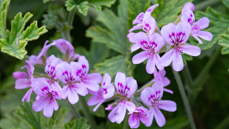 a close up of rose scented geranium