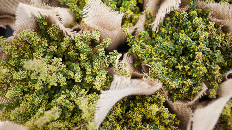 lemon thyme plants wrapped in burlap