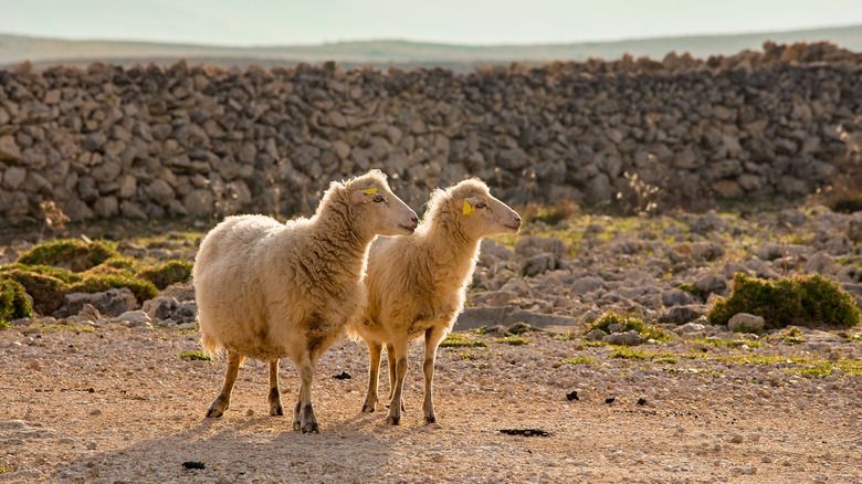 Two Croatian pag lambs outside
