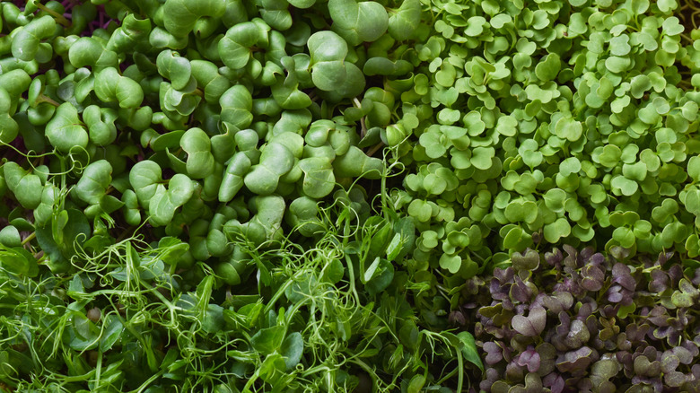 Closeup of various microgreens in a container