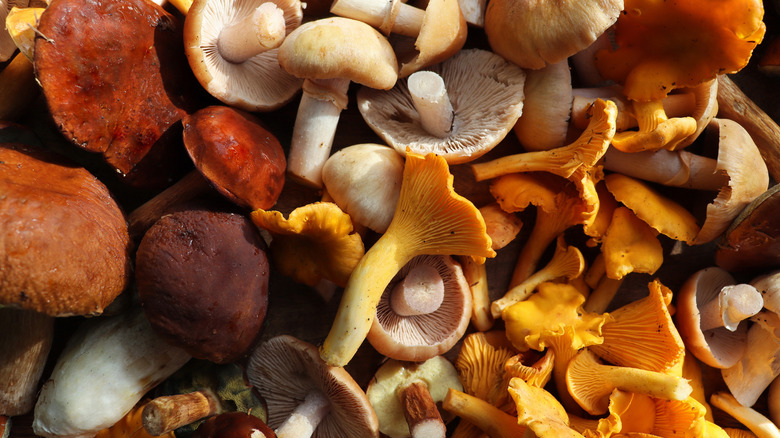 Various types of mushrooms assembled on a pile