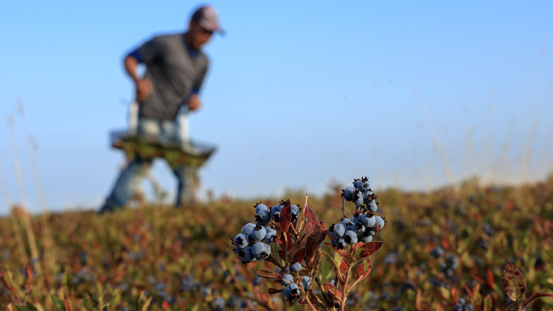 Man harvesting wild Maine blueberries