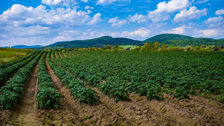 Summertimes in Aroostook County Maine on a potato farm