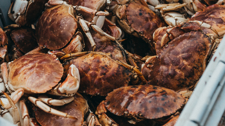Bin of fresh Peekytoe rock crabs in Maine