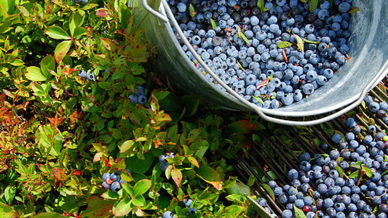 Buckets of wild Maine blueberries