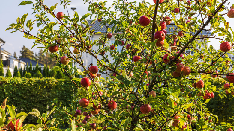 apple tree in suburban garden