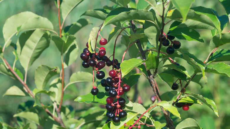Wild black cherries ripening on tree