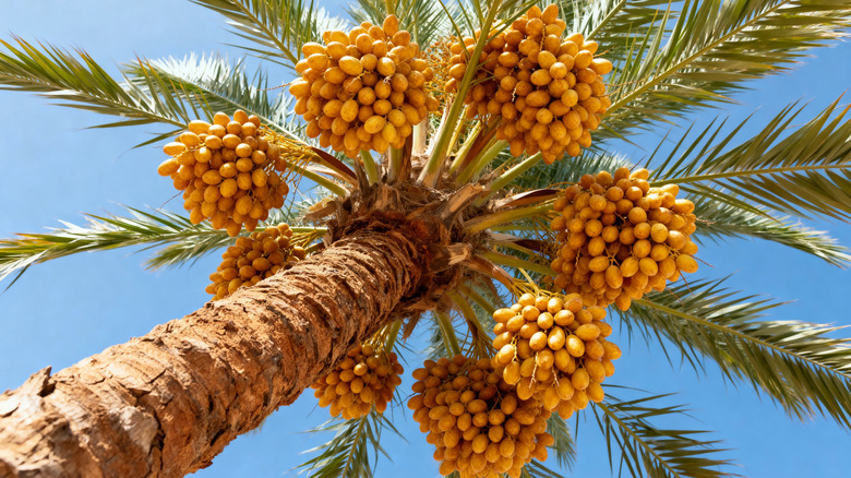view from beneath date palm with ripe fruit