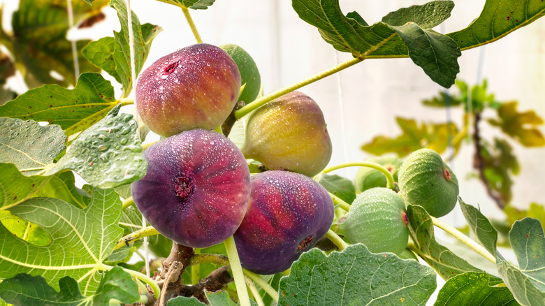 Fig tree with ripe fruit