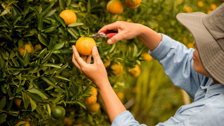 harvesting orange from tree