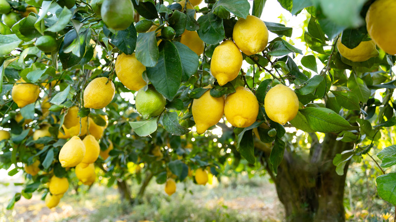lemon tree in garden