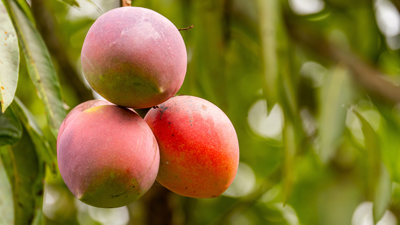 round red mangoes on tree