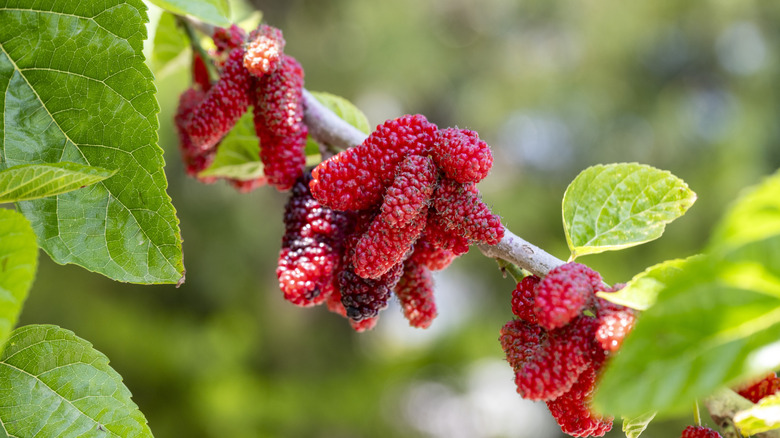 ripe red mulberry fruit on branch