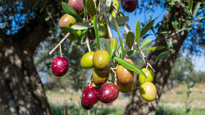 black and green olives on tree