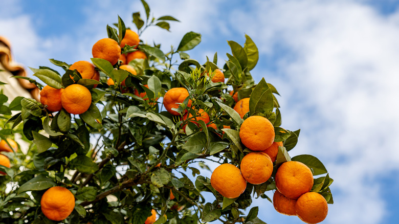 orange tree with fruit against the sky