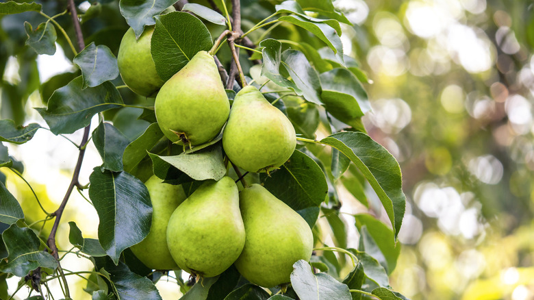 green pears on tree