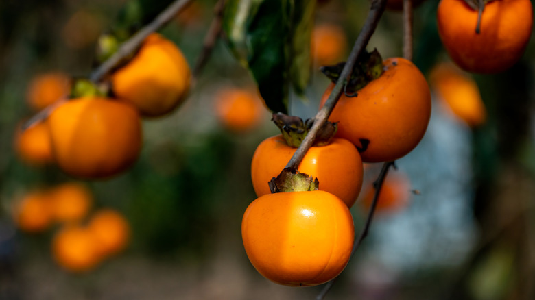 close up of persimmon fruit hanging on branch