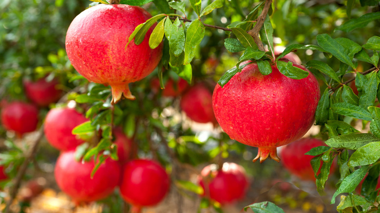 ripe pomegranate fruit on branch