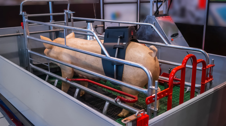A model of a pig in a gestation crate at a sow stall at an agricultural pig exhibition