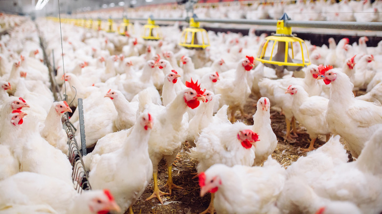 Lots of chickens in indoor chicken farm