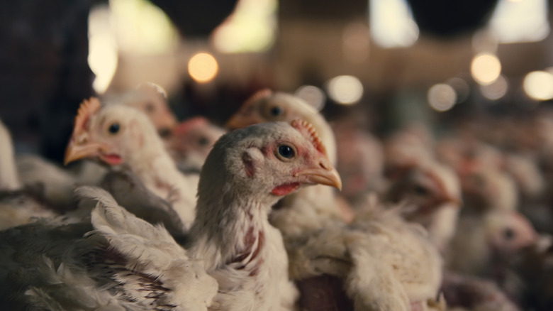 Close up of factory farmed chickens