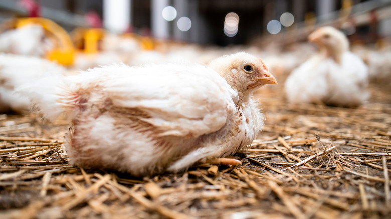 chicken sitting down in straw