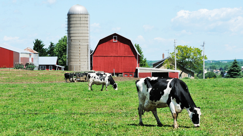 Cows grazing grass red barn