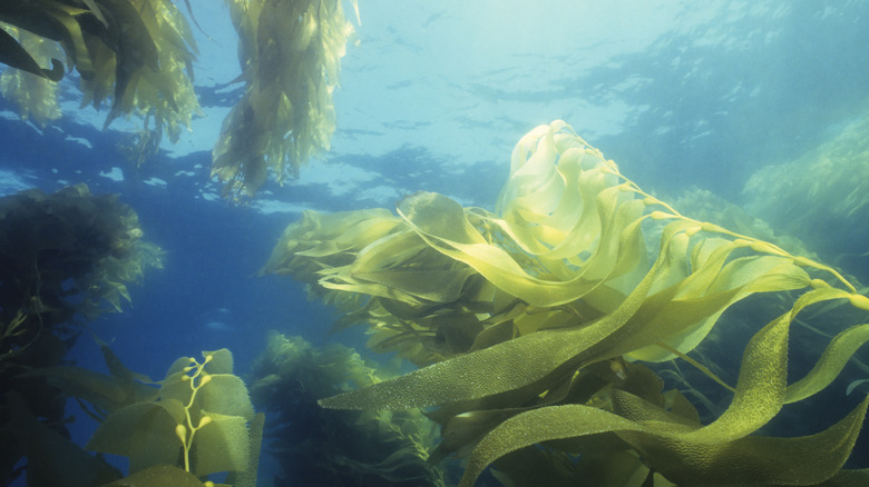 Kelp forest in California