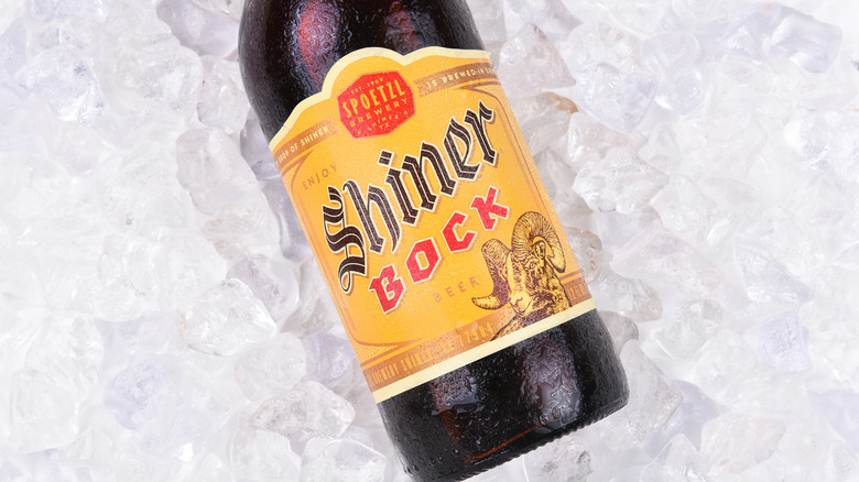An overhead shot of a bottle of Shiner Bock being rested on a bed of ice
