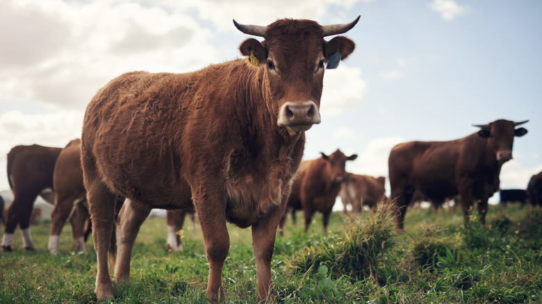Cattle in pasture looking straight ahead with a blue sky in the background.