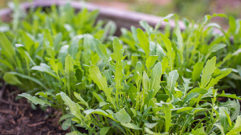 arugula growng in garden