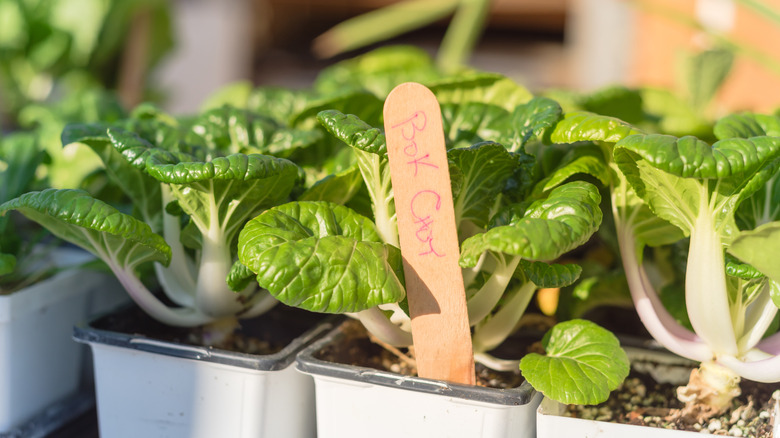 young bok choi plants in seedling pots