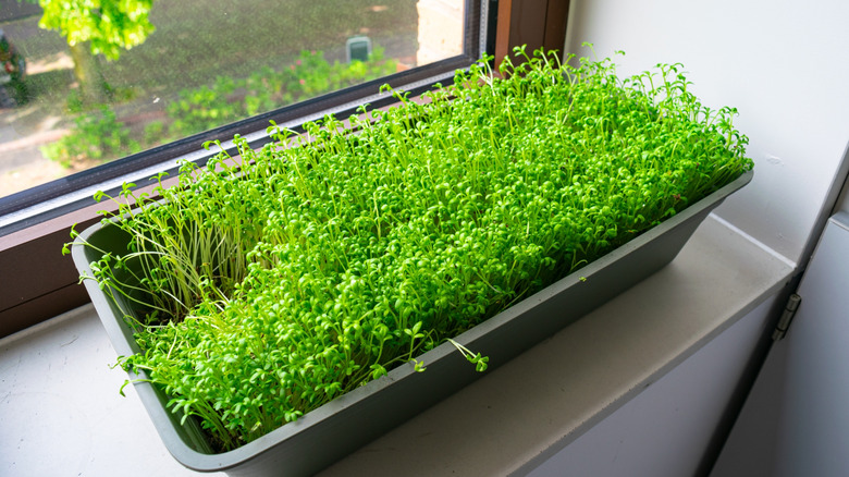 garden cress growing in container on windowsill