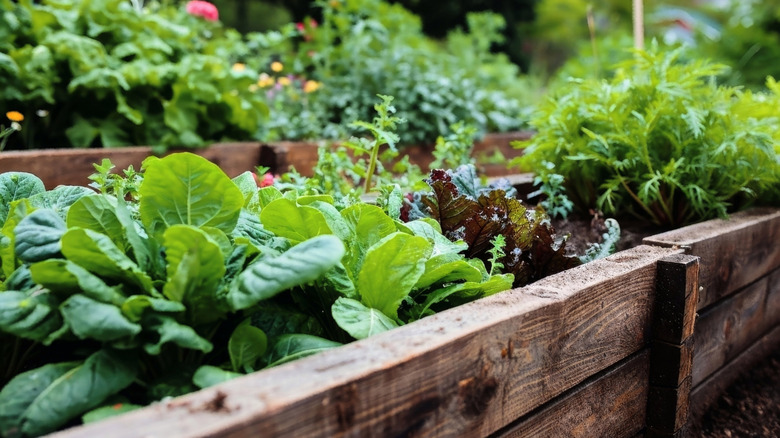 raised garden bed with leafy green vegetables