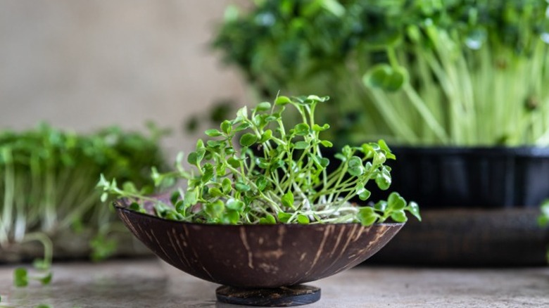 containers of microgreens