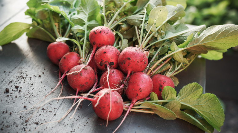 freshly harvested radishes