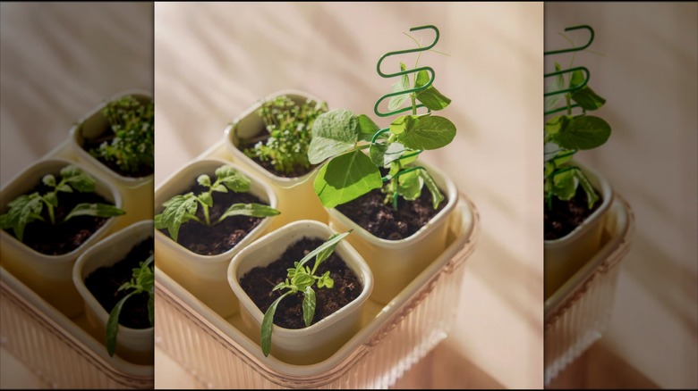 Plant seedlings in four small planters