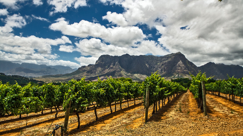 Vines in South Africa