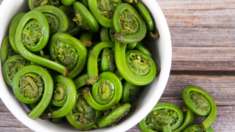 Bowl of harvested fiddleheads on a countertop