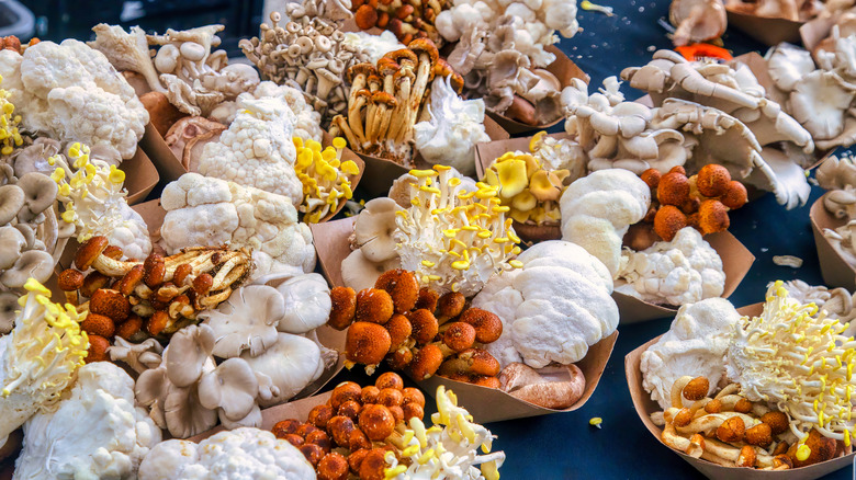 Variety of mushrooms for sale at the farmer's market