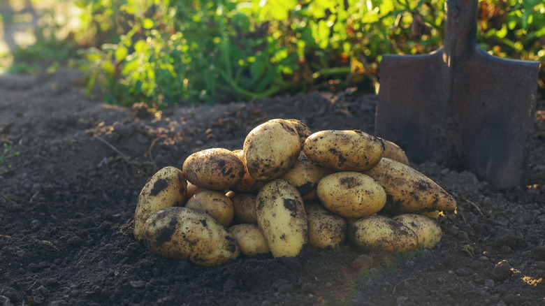 Freshly harvested potatoes with dirt and a shovel