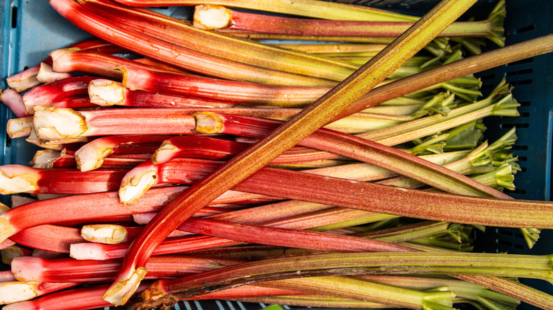 Close up of rhubarb stalks in a grocery basket