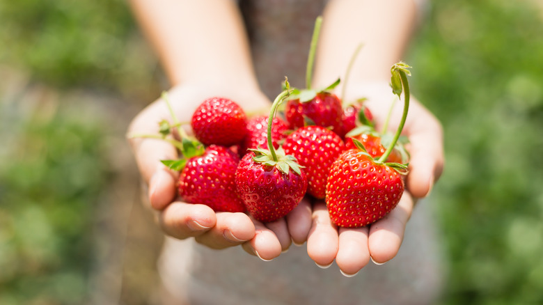Fresh round strawberries in woman's hands