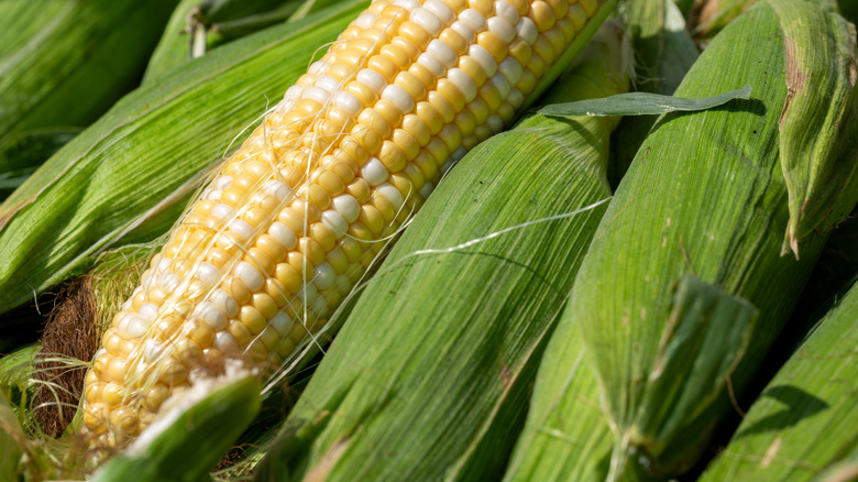 Fresh corn on the cob at the farmer's market