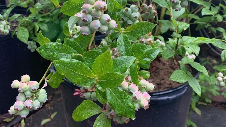 Blueberries growing in a large black container