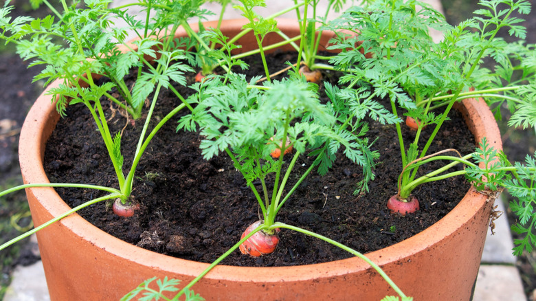 Carrots crowing in a ceramic container, with the root top slightly visible